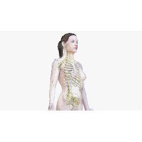 Female Body, Skeleton and Nervous System (Low Poly) model